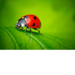 small ladybirds squad