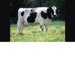 cow syndicate