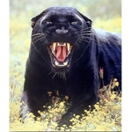 Black Panthers official