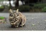 Team Cat back up