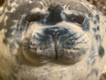 Seal Paridise
