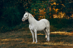 The Horseback Riders