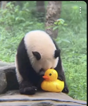 Die_ coole_Panda