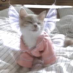 CatsHotline <3