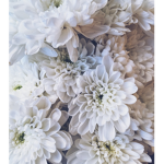 Whiteflower