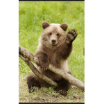 We love bears club