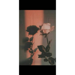 ~ Beauty ビューティー