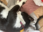 izzy is on top