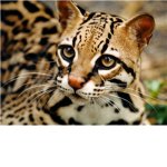 Wild cat gym