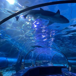 ⭐︎🦈💙🦈⭐︎