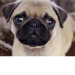 PugzForLife