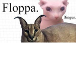 bingus and floppa fan club
