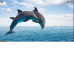 The dolphin's squad