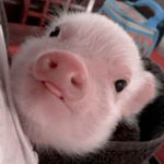 Piggy lovers!!!!