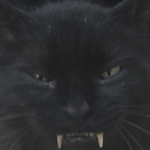 VAMPCATZ