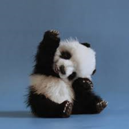 pandas home