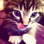 - pawsiez !