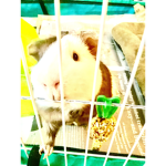 Guinea pig Timmy