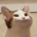 THE POPCATS CAT GROUP