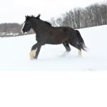!!HorseSquad!!