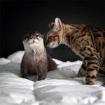 the otter cats