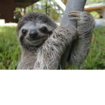 SLOTHS FOREVER