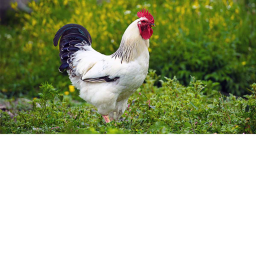 An empty place...Just kidding CHICKENS?!?!?!?!
