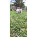 My puppy friend