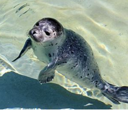 Seal Obby