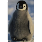 Los Pinguinos xd