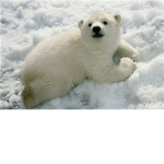 The Polar Bear Lovers
