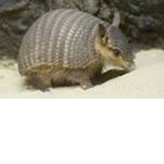 The Animals Of Animack
