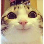 meow’s store!!