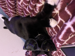 Izzy’s Hangout!