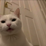 Gatanismo