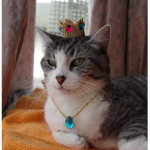 kitty clan miaviv1