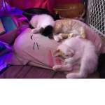cats for life/forever