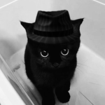 Nushuso / cat memes