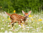 The cute deer family