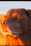 Doge man 69