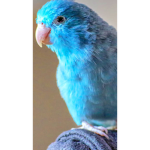 Polly Fan Club