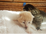 Cute Kitten Clothing