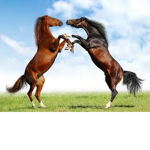 horses bros