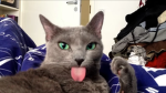 CATTTT PEOPLEEE