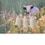 EXTRA MILK SQAUD