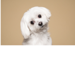 Dogs are angels