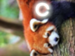 レッサーパンダのおにぎりの友達