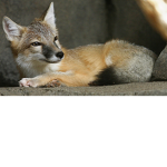 Elemental fox nation