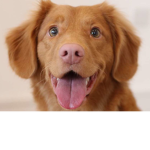 WOOF WOOF CLAN