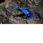land of frogs -_-